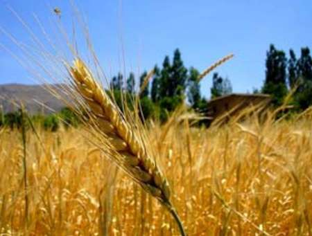 ردیابی و پایش آفات مزارع گندم استان بوشهر