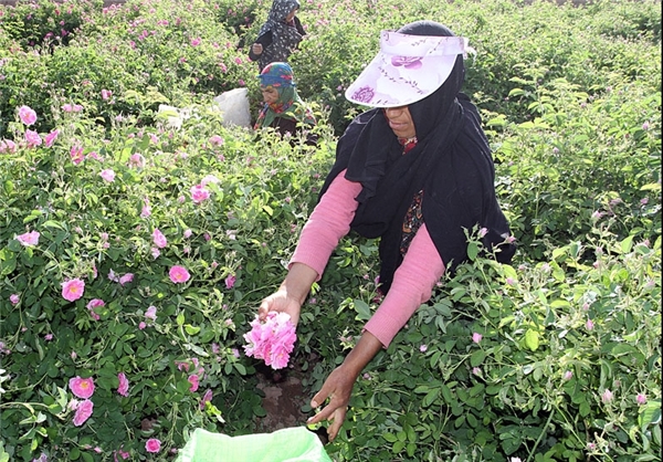 تسهیلات "ضمانت خرید" در اختیار کشاورزان تایباد و تربت جام قرار گیرد‌