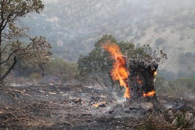 آخرین جزئیات آتش‌سوزی جنگل‌های ایلام