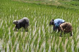 پایان برداشت برنج در بزرگترین شهرستان برنج خیز کشور