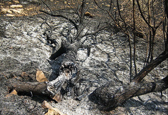 150 هكتار از جنگل هاي لرستان در آتش سوخت