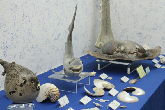 نمایش300 قطعه از شگفت‌انگیزترین موجودات دريايي تاكسيدرمي شده در موزۀ آستان قدس رضوي