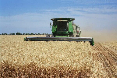 برداشت گندم دیم در لرستان ۲۵ درصد کاهش می یابد 