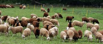 پرورش گوسفند به کمک تلفن همراه