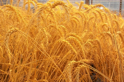 بیش از ۲۳ هزار تن گندم از مزارع خراسان رضوی برداشت شد