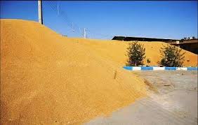 خودکفایی در تولید گندم/ با افزایش خرید تضمینی امسال نیاز به واردات نیست