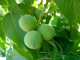 باغ ملک آباد جان تازه ای می گیرد