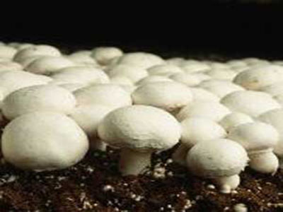 تولید قارچ در خراسان شمالی ۱۰ درصد افزایش یافت
