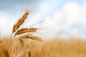 خریداری 236 هزار تن گندم از کشاورزان لرستان