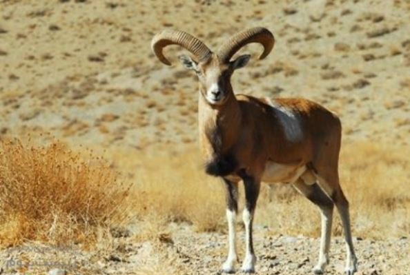 قوچ وحشی ایرانی شبیه سازی شد/ نجات حیوانات در حال انقراض