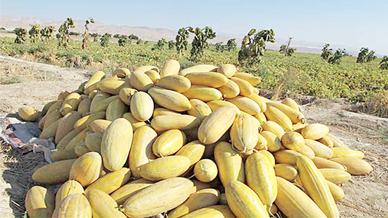 صادرات خربزه و هندوانه از صالح آباد به چین، فرانسه و آلمان