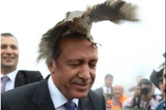  نشستن پرنده روی سر اردوغان در یک برنامه خبری+عکس
