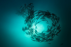 مکان‌یابی پرورش ماهی در قفس توسط محققان علوم شیلاتی کشور