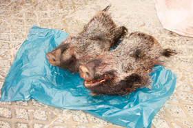 شش ماه حبس برای شکارچی "گراز وحشی" در قصرشیرین