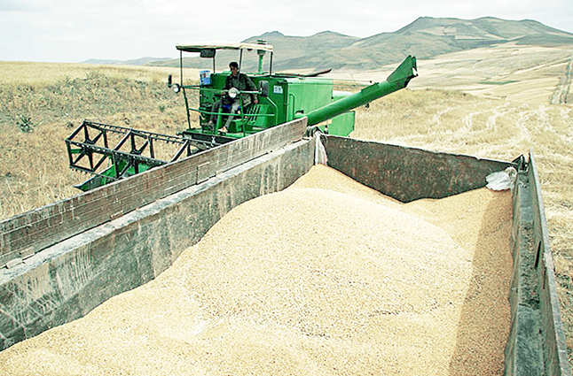 خریداری ۱۵۲ هزار تن گندم از کشاورزان قزوینی