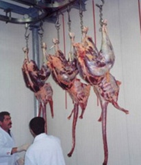 استان سمنان بزرگ‌ترین تولیدکننده گوشت شترمرغ در کشور