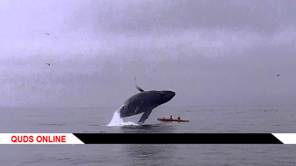 نهنگ گوژپشت غول‌پیکر روی قایقرانان سقوط کرد+فیلم