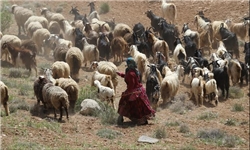 تولید۱۰هزار تن شیر وفرآورده های لبنی توسط عشایر خراسان جنوبی