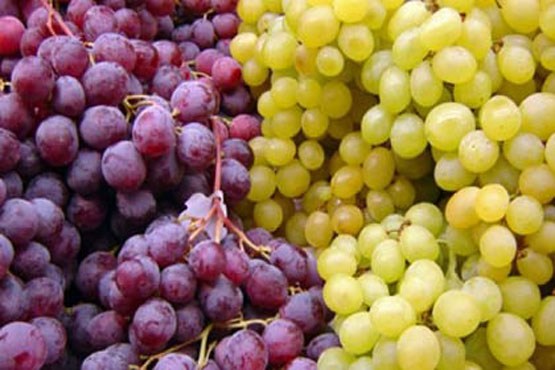 افزایش تولید انگور باتکیه بر الگوی اقتصاد مقاومتی