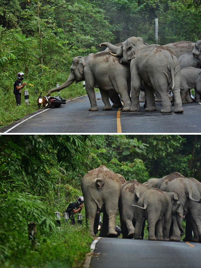 عذرخواهی موتور سوار از فیل ها+تصاویر
