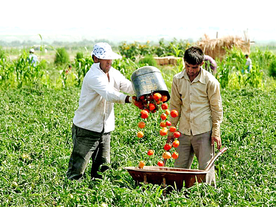  ۱۵  درصد تعاونی‌های تولیدی ناکارآمد هستند