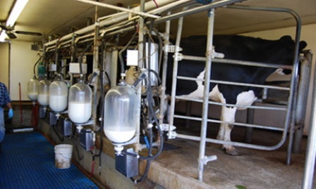 تأمین ۳۰ درصد شیر صنعتی استان توسط موسسه دامپروری صنعتی قدس رضوی