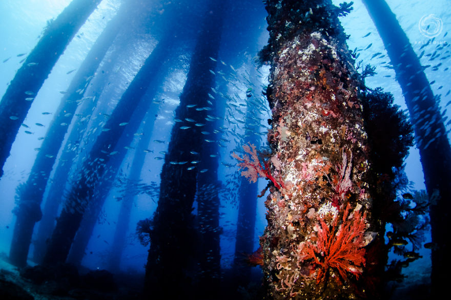 تصاویری از دنیای زیبای زیر آب