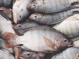 تکثیر و پرورش ماهی تیلاپیا در اردبیل ممنوع شد