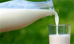 شیر خرید «شیر خام» بسته شد/توقف خرید تضمینی شیرخام دستور وزیر جهاد نیست