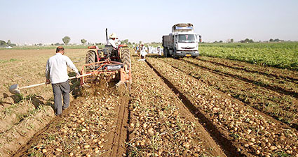 سیب‌زمینی کاران سراب: کشاورزان را با خرید تضمینی حمایت کنید 