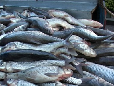 صادرات۱۶هز ار و۸۵۰ ماهی تزئینی از خراسان رضوی به ترکمنستان و افغانستان