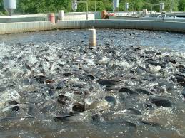 منابع آبی سبزوار می تواند تولیدات ماهی سردابی و گرمابی را تا ۶۰۰ تن در سال برساند