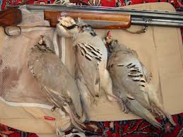 متخلفان شکار و صید پرندگان وحشی در فیروزه دستگیر شدند