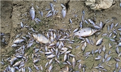 ۵ ماه حبس برای عرضه‌کننده ۸۵۰ کیلوگرم ماهی غیربهداشتی و فاسد در بناب