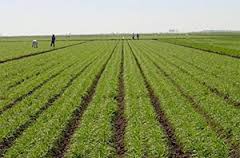 واگذاری ۵۳۵۲ هکتار از اراضی جوین برای اجرای طرح‌های کشاورزی 