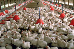 تلفات ۲۵ میلیونی مرغ تخم گذار و یک میلیونی مرغ گوشتی