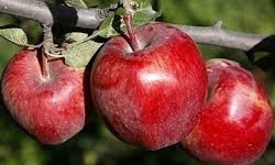 ۲۲ هزار تن سیب برای عید ذخیره شد/صادرات ۱۱۱ هزار تن سیب