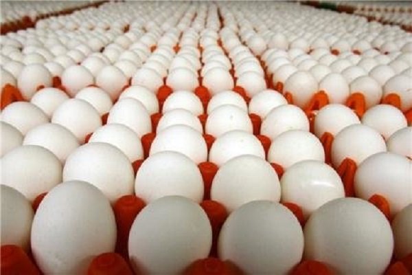 ۵۶۰ تن تخم مرغ از استان سمنان به عراق صادر شد