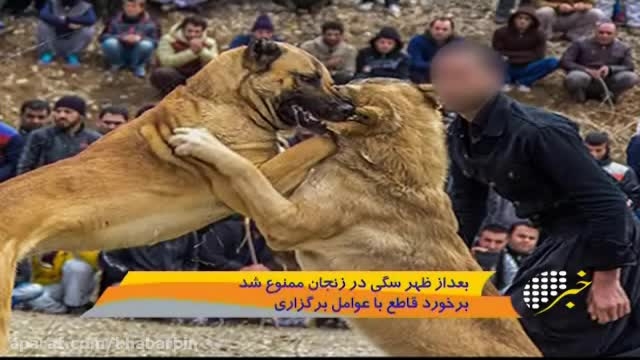 فیلم / بعدازظهر سگی در زنجان ممنوع