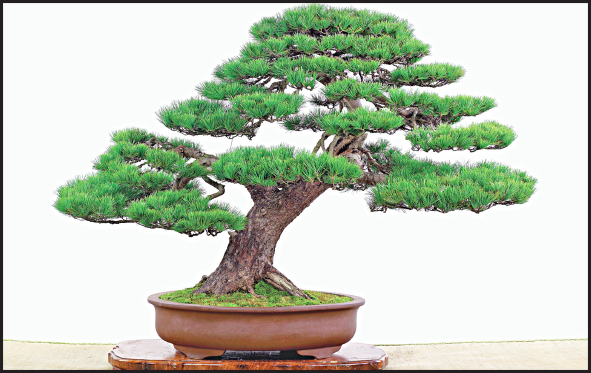  بونسای؛ درخت های مینیاتوری