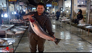 قیمت ماهی لیز خورد / افزایش قیمت انواع ماهی در بازار 