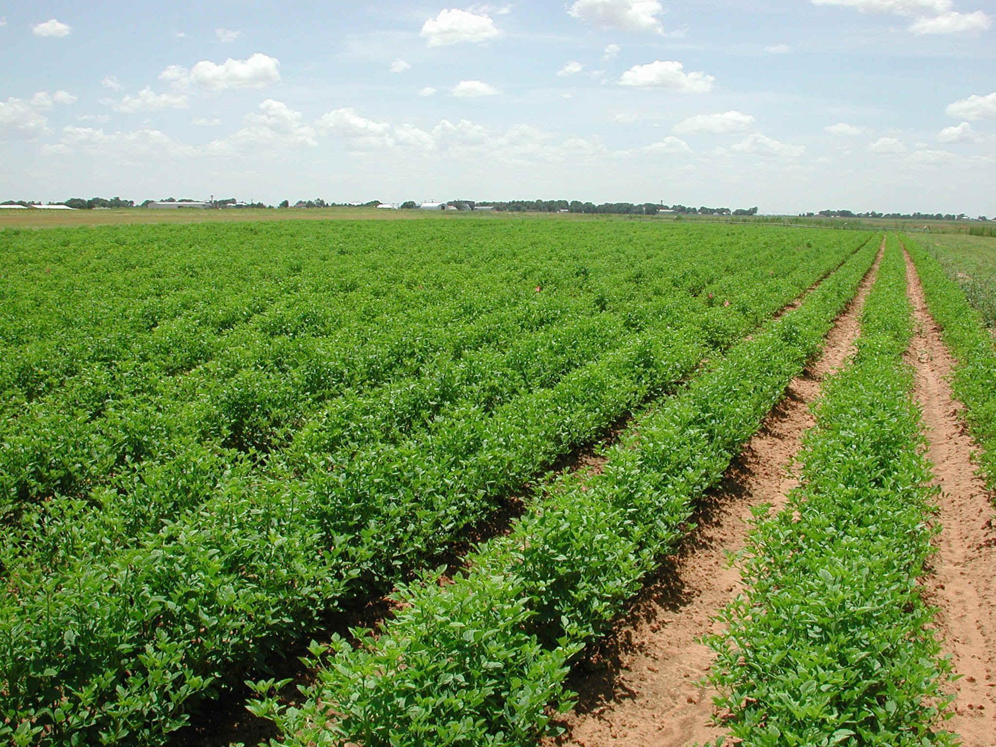 صادرات مستقیم ۳۰میلیون دلار ، محصولات کشاورزی از استان همدان به خارج از کشور.