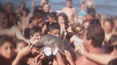 اصرار برای عکس سلفی، دلفین نادر را کُشت