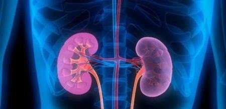 کلیه های خود را دریابید