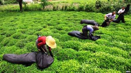 تولید برگ سبز چای امسال ۳۳ درصد افزایش یافت