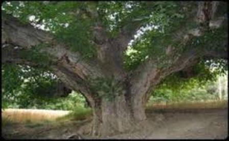 درخت چنار باجگان بافق در فهرست آثار ملی کشور ثبت شد 