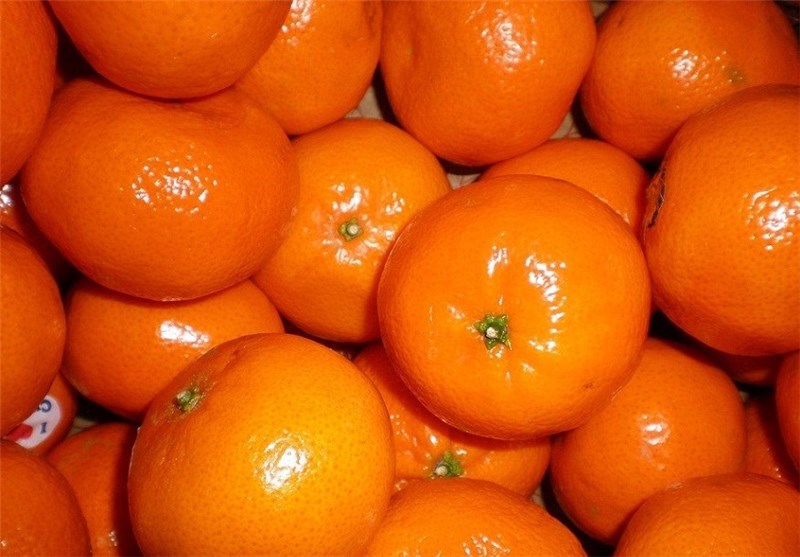 نارنگی زودرس وارد بازار مازندران شد/ نارنگی را زرد نخرید و نخورید
