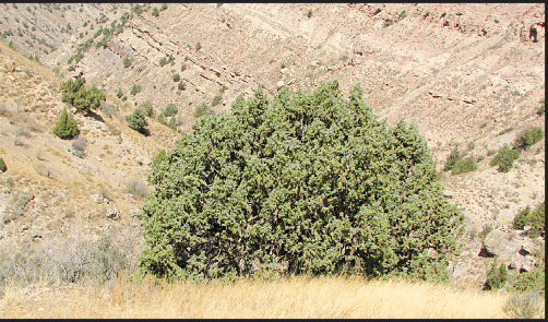   اُرس ‌ها ؛ نگهبان های کوهستان