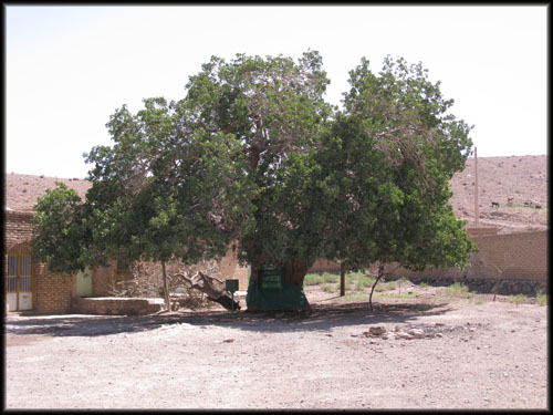 بنه کمکوئیه، درختی کهنسال در شهرستان بهاباد 