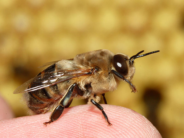 نمونه گیری و تعیین آلودگی زنبوران عسل در استان یزد